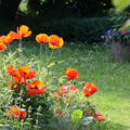 Papaver orientale 'Nana Allegro'