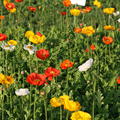 Papaver nudicaule 'Gartenzwerg'