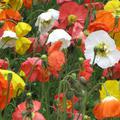 Papaver nudicaule 'Prachtmischung' 