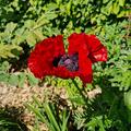 Papaver orientale 'Beauty of Livermere', Papaver orientale 'Beauty of Livermere'