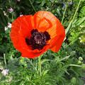 Papaver orientale 'Nana Allegro', Papaver orientale 'Nana Allegro'