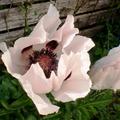 Papaver orientale 'Royal Wedding', Papaver orientale 'Royal Wedding'