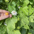 Passiflora foetida, Minicuya