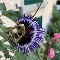 Passionsblume, Passiflora caerulea