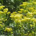 Patrinia scabiosifolia