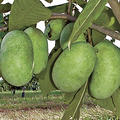 Pawpaw Shenandoah - Frchte
