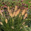 Pennisetum alopecuroides 'Herbstzauber' , Gras, Grser