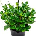 Peperomia obtusifolia 'Green', Ampel, im 20cm Topf, Hhe 50cm, Breite 30cm