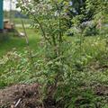Perlmuttstrauch 'Rosea', Kolwitzia amabilis 'Rosea'