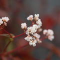 Persicaria microcephala 'Red Dragon'