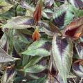Persicaria microcephala 'Red Dragon', Persicaria microcephala 'Red Dragon'