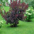 Perckenstrauch 'Winecraft black', Cotinus coggygria 'Winecraft black'