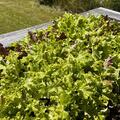 Pflcksalat 'Confetti', Lactuca sativa var. acephala 