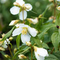 Philadelphus 'Erectus', Gartenjasmin