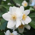 Philadelphus coronarius Europischer Pfeifenstrauch