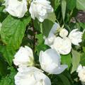 Philadelphus 'Schneesturm', Gartenjasmin