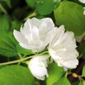 Pfeifenstrauch, Gefllter Zwerg-Gartenjasmin, Bauernjasmin, Falscher Jasmin 'Little White Love'