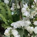 Philadelphus coronarius 'Little White Love', Gefllter Zwerg-Gartenjasmin 'Snowdwarf', Philadelphus coronarius  'Little White Love'