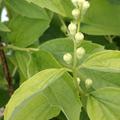 Philadelphus coronarius, Bltenknospen