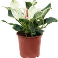 Philodendron 'Birkin', im 19cm Topf, Hhe 45cm, Breite 40cm