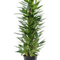 Philodendron 'Cobra', Moosstab 100, im 21cm Topf, Hhe 110cm, Breite 50cm