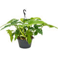 Philodendron 'Dragon', Ampel, im 28cm Topf, Hhe 45cm, Breite 45cm