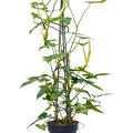 Philodendron 'Dragon', Piramide, im 24cm Topf, Hhe 120cm, Breite 50cm