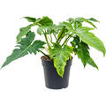 Philodendron 'Dragon Variegata', Busch, im 24cm Topf, Hhe 50cm, Breite 35cm