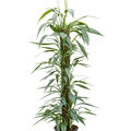 Philodendron 'Exotica', Mosstab, im 21cm Topf, Hhe 110cm, Breite 30cm