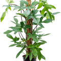 Philodendron 'Florida Beauty', Moosstab 100, im 21cm Topf, Hhe 90cm, Breite 35cm