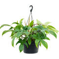 Philodendron 'Florida Green', Ampel, im 28cm Topf, Hhe 45cm, Breite 45cm