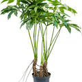 Philodendron 'Fun bun', Tuff, im 30cm Topf, Hhe 130cm, Breite 80cm