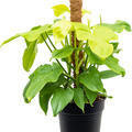 Philodendron 'Golden Violin', Moosstab 80, im 21cm Topf, Hhe 70cm, Breite 60cm