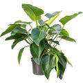 Philodendron 'Green Beauty', Busch, im 30cm Topf, Hhe 110cm, Breite 100cm