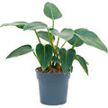 Philodendron 'Green Congo', Busch, im 27cm Topf, Hhe 65cm, Breite 30cm