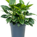 Philodendron 'Green Princess', Busch, im 27cm Topf, Hhe 70cm, Breite 50cm