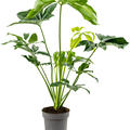 Philodendron 'Green Wonder', Busch, im 24cm Topf, Hhe 100cm, Breite 65cm