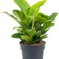 Philodendron 'Imperial Green', Busch, im 27cm Topf, Hhe 70cm, Breite 80cm