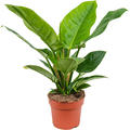 Philodendron 'Imperial Green', im 19cm Topf, Hhe 45cm, Breite 40cm