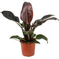 Philodendron 'Imperial Red', Busch, im 19cm Topf, Hhe 55cm, Breite 45cm