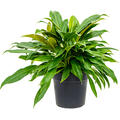 Philodendron 'Little Phil', Busch, im 24cm Topf, Hhe 55cm, Breite 50cm