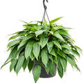 Philodendron 'Minii', Ampel, im 28cm Topf, Hhe 60cm, Breite 50cm