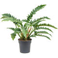 Philodendron 'Narrow', Busch, im 27cm Topf, Hhe 80cm, Breite 80cm