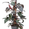Philodendron 'New Red', Moosstab 60, im 17cm Topf, Hhe 60cm, Breite 40cm