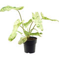 Philodendron 'Paraiso Verde', im 19cm Topf, Hhe 45cm, Breite 45cm