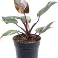 Philodendron 'Pink Princess', Busch, im 15cm Topf, Hhe 45cm, Breite 30cm