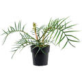 Philodendron 'Polypodioides Tortum', Busch, im 19cm Topf, Hhe 45cm, Breite 65cm