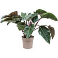 Philodendron 'Red Beauty', Busch, im 27cm Topf, Hhe 90cm, Breite 90cm