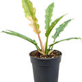 Philodendron 'Ring Of Fire Gold', Busch, im 15cm Topf, Hhe 45cm, Breite 30cm