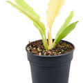 Philodendron 'Ring Of Fire Variegatum', Busch, im 15cm Topf, Hhe 45cm, Breite 30cm